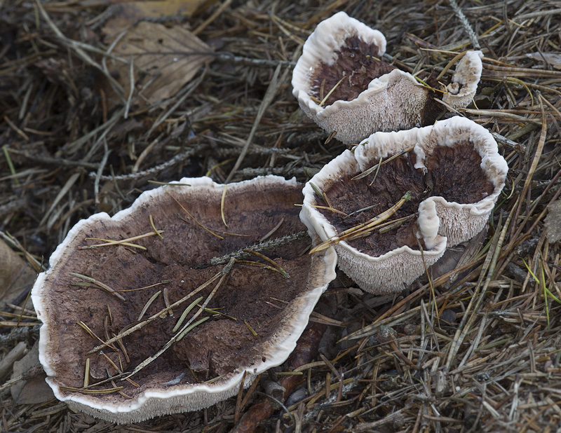 Hydnellum peckii